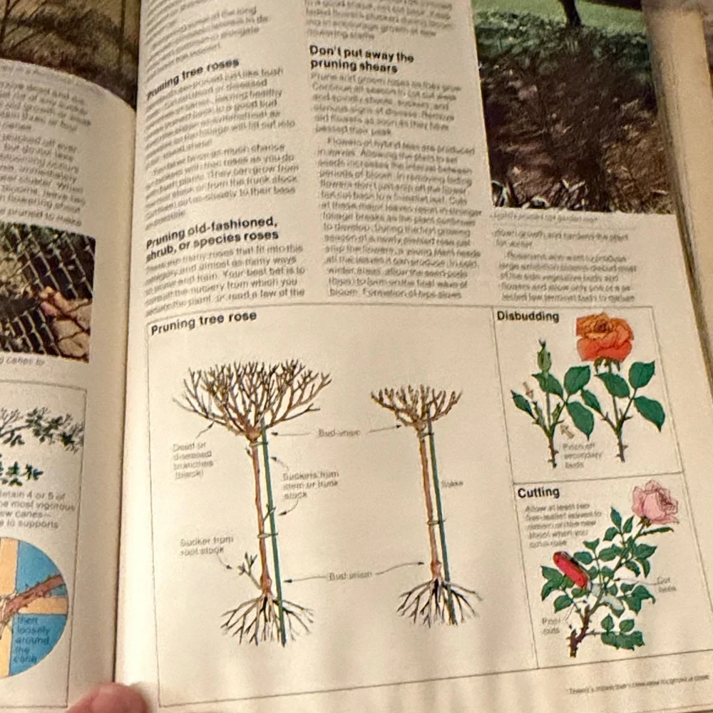 All About Roses - Pink - Picture 5 of 6